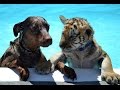 Cute Tiger & Puppy unlikely friends play together & Swim