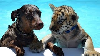 Cute Tiger \& Puppy unlikely friends play together \& Swim