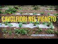 Convivenza Uva da Tavola e Cavolfiori