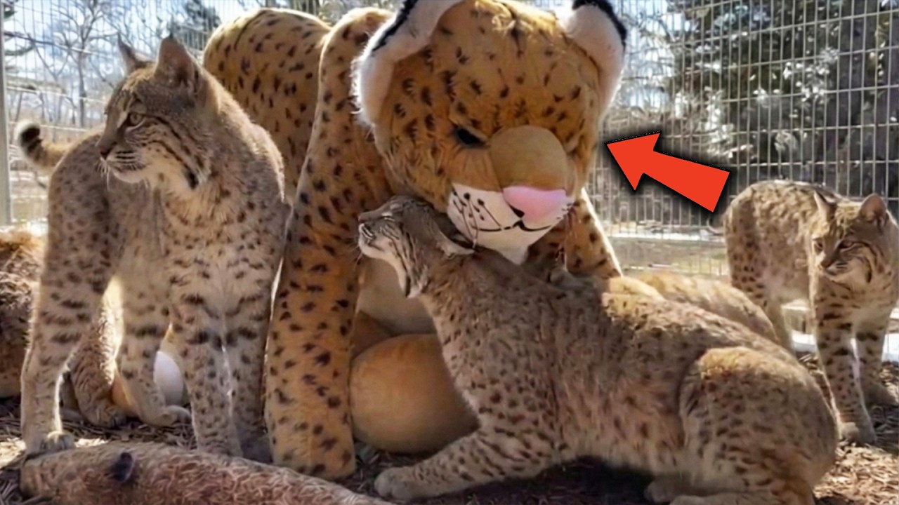 Pack of Terrified Bobcats Found Comfort in THIS Giant Thing — What Happened Next Was Unexpected