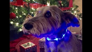 Stocking Stuffer Ideas For Tech (and Dog) Lovers!