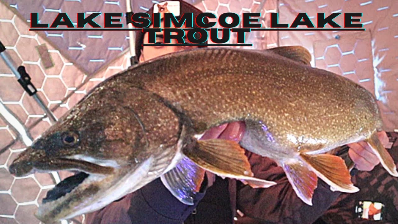 Крупная озерная форель на озере Симко