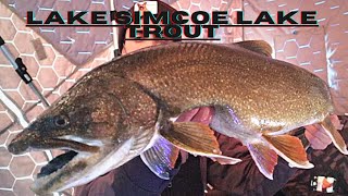 BIG Lake Trout on Lake Simcoe