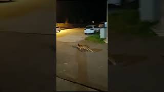 🦊😲 ¡Increíble! Un Zorro se Une a un Entrenamiento de Bolos en #Cantabria