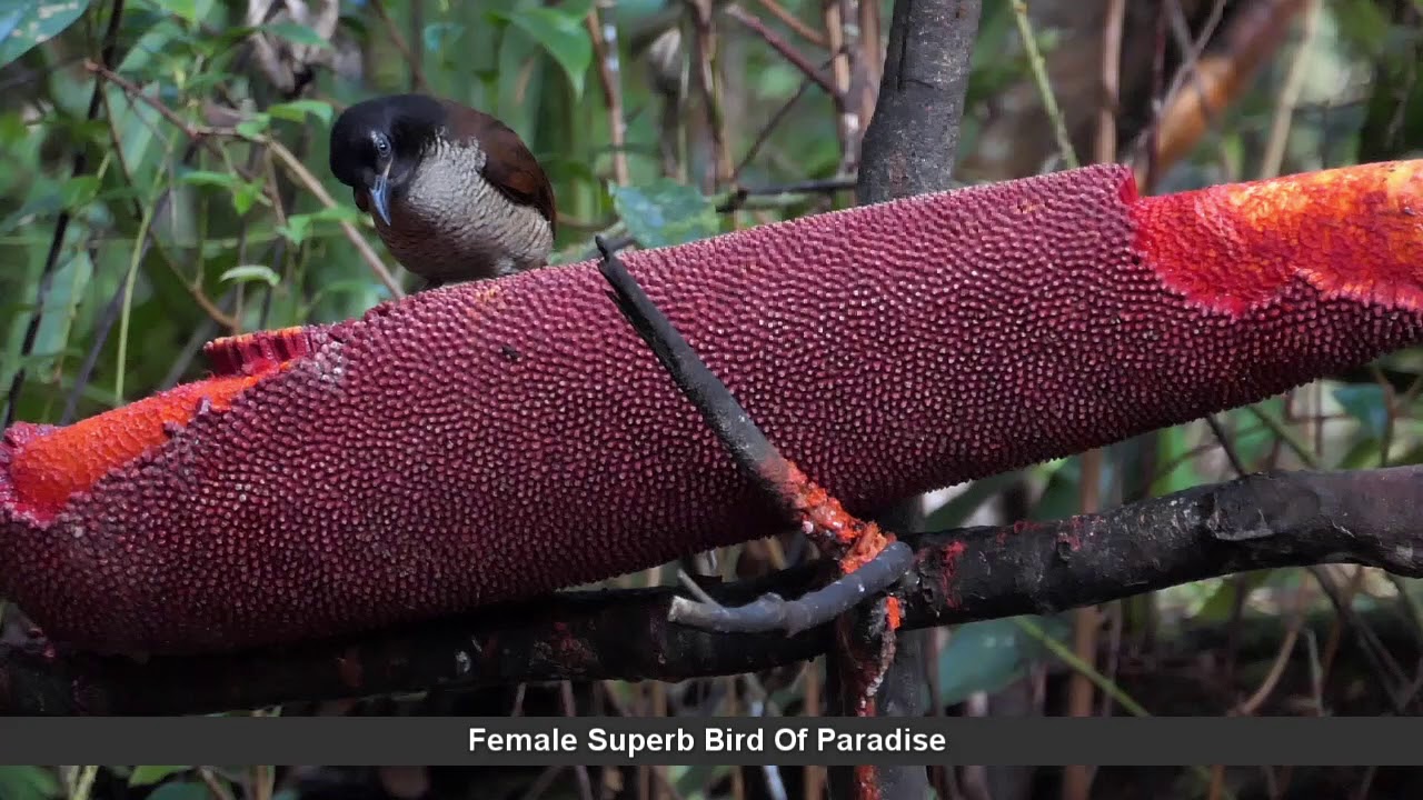 Birds Of Paradise 
