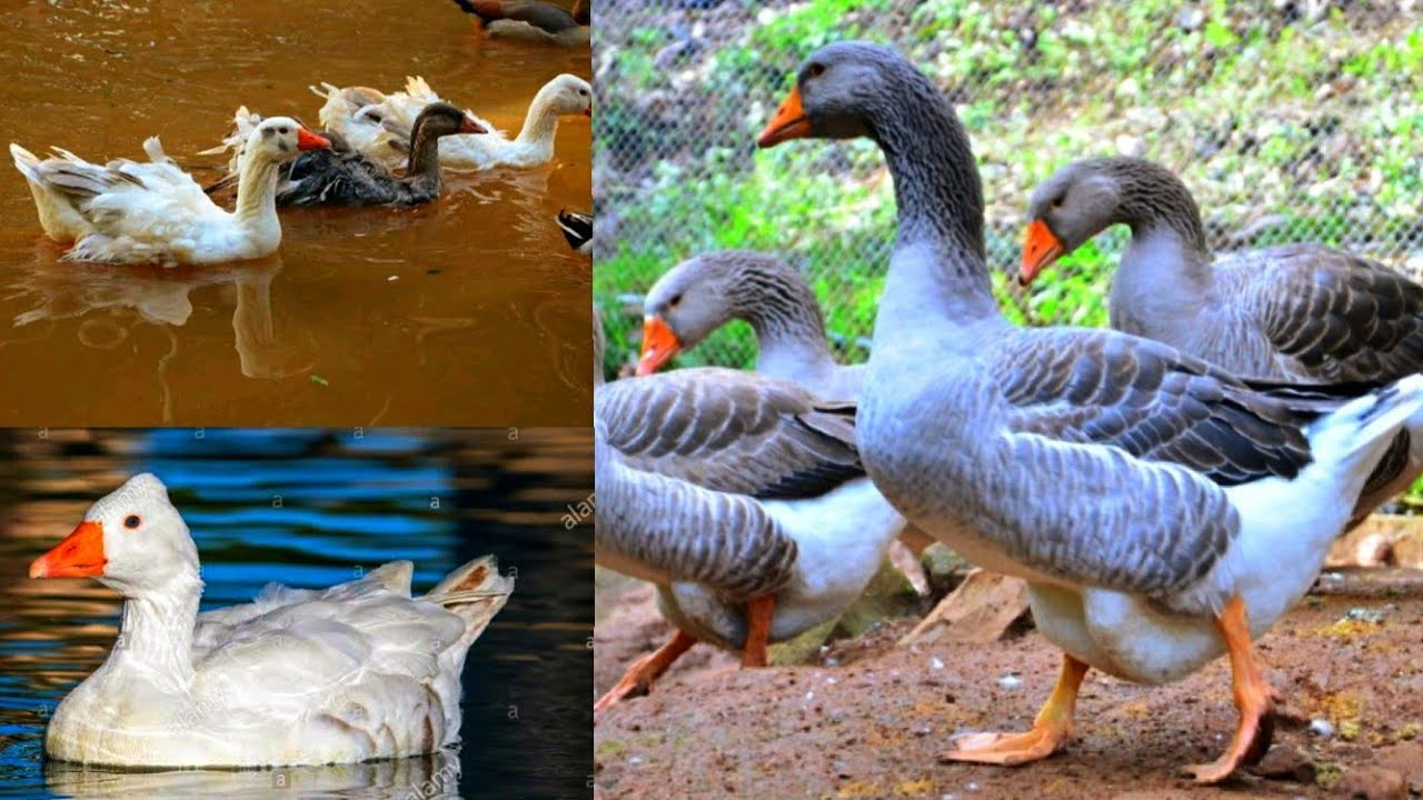 10 RAÇAS DE GANSO MAIS INCRÍVEIS DO MUNDO