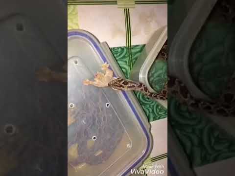 Cho rắn ráo đốm ăn Tên Latin: Boiga multomaculata Họ: Rắn nước Colubridae Bộ: Có vảy Squamata