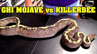 Mojave ghi vs killerbee.... really tough choice, but which ball python is better for breeding??