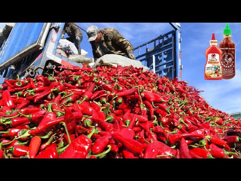 Red Chilli Pepper Harvest - Chili Powder Processing in Factory - How chili sauce is