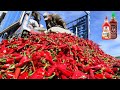 Red Chilli Pepper Harvest - Chili Powder Processing in Factory - How chili sauce is made