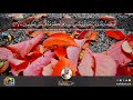 جديد  سورة الكهف    عبدالولي الاركاني  