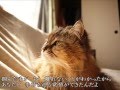 まぼろし(love forever, live forever)