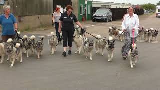 Elkhounds evening walk, East of England Showground 2017