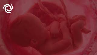 Womb Serenity: Heartbeat Harmony for Ultimate Relaxation