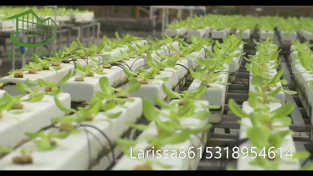 Greenhouse with hydroponics（soilles system）