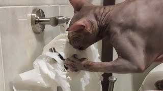 Home Alone 🙈 Just Look at What She Does! Sphynx Cat BELLA by Liukaa Balk`s 1,228 views 8 months ago 2 minutes, 28 seconds