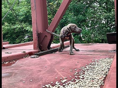 Video: Tremblanto, didžiausios Kvebeko slidinėjimo kalvos, apžvalga