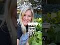 How many bush beans on one plant? CHECK IT OUT! #gardeningseason #shorts
