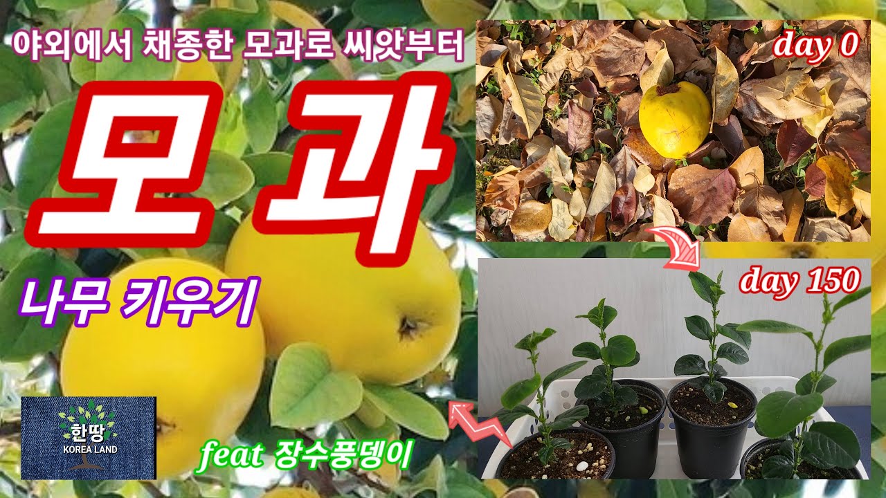야외에서 주워온 모과로 씨앗부터 모과나무 키우기. how to grow quince tree with seed gathering