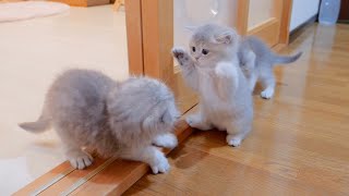 Here is a kitten playing around in the middle of the night, ignoring its mother's restraints.