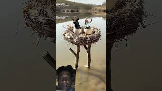 Creative egg 🪺💯 videography ideas with mobile 📱 #shorts #funny #creative #photography #sort