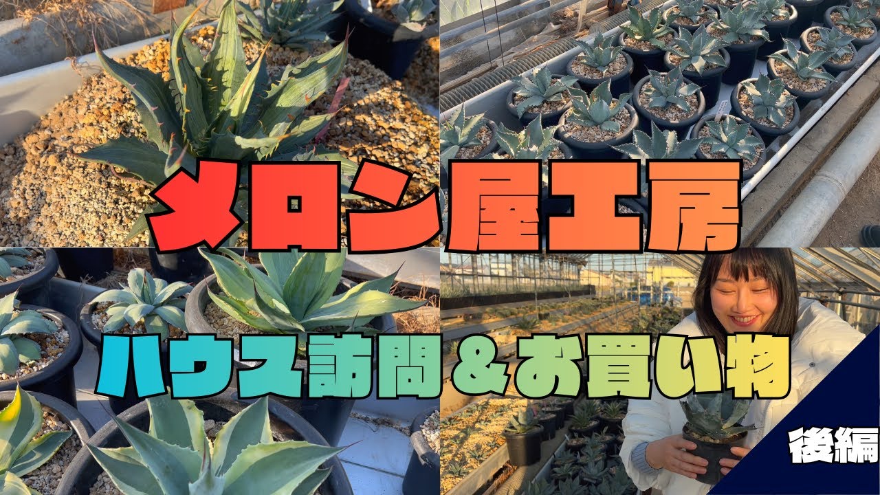 【店舗紹介】超お買い得で選びたい放題の在庫数！メロン屋工房ハウス訪問＆爆買いの巻【後編】