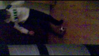 Dusan Bobic Vracevgaj Freestyle