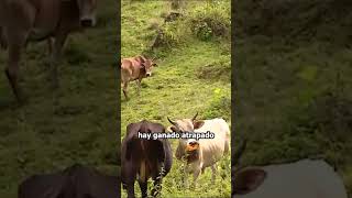 Colapso de la tierra en Vélez, Santander: familias afectadas y caminos destruidos