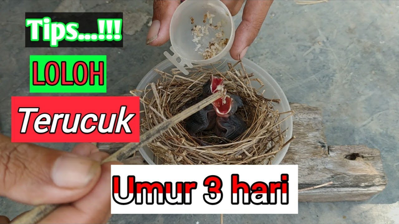 cara meloloh terucuk dari umur 3 hari BARU MENETAS