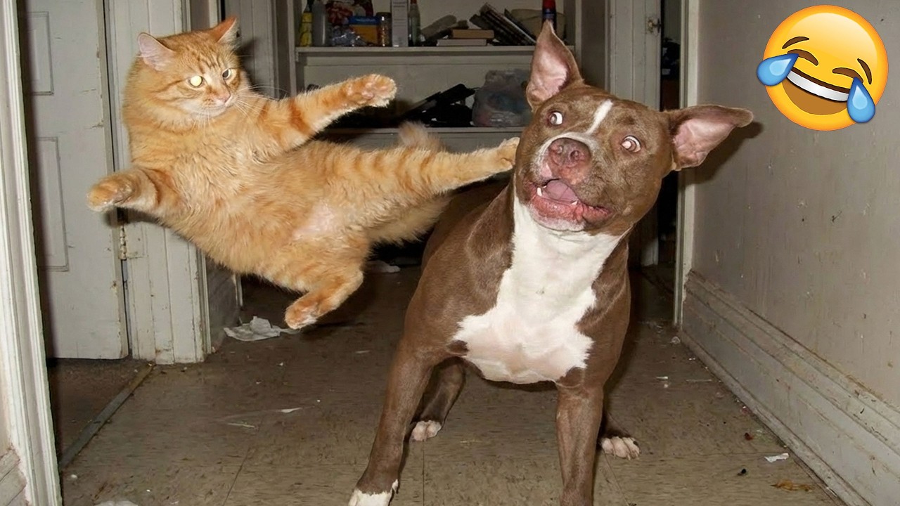 Забавные животные 😂 Самые смешные видео с кошками и собаками 2026 🤣🤪 Часть 4