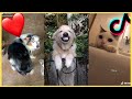 The Cutest Pets of Tik Tok || Funny Animal Tik Toks