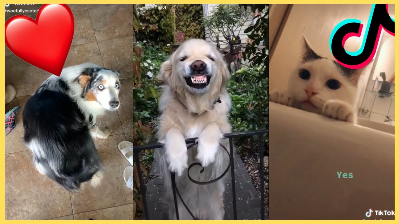 The Cutest Pets of Tik Tok || Funny Animal Tik Toks - YouTube
