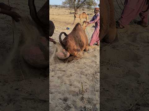 سر الجر ة خلف الجمل