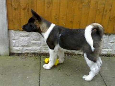 Akita Growth Chart Puppy