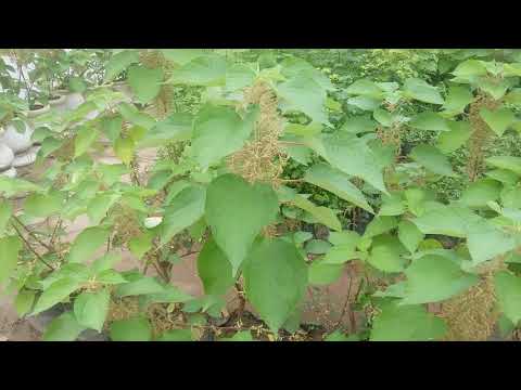 Video Cách chế biến lá gai - Hướng dẫn cách làm bột lá gai - youtube