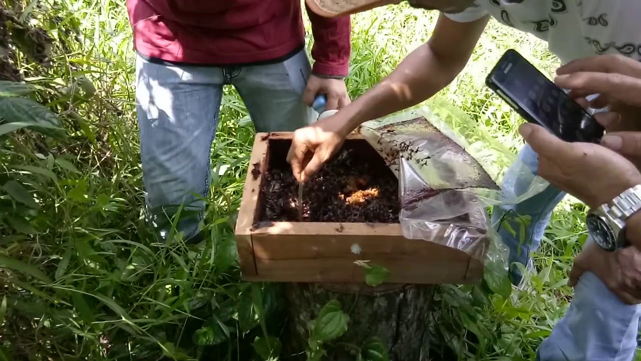  Madu  kelulut  asli  YouTube