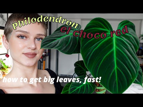 Philodendron el choco red CARE + how I matured mine quickly