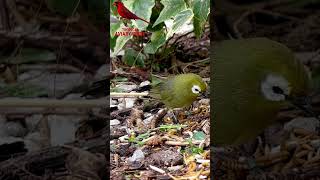 Broad Ringed White Eye | Zosterops | Birds | Bird Sounds