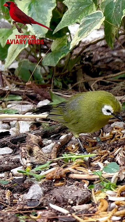 Broad Ringed White Eye | Zosterops | Birds | Bird Sounds