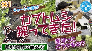 昼休みに捕まえたカブトムシを会社で産卵させてみた＃1産卵飼育の始め方【チャーム】