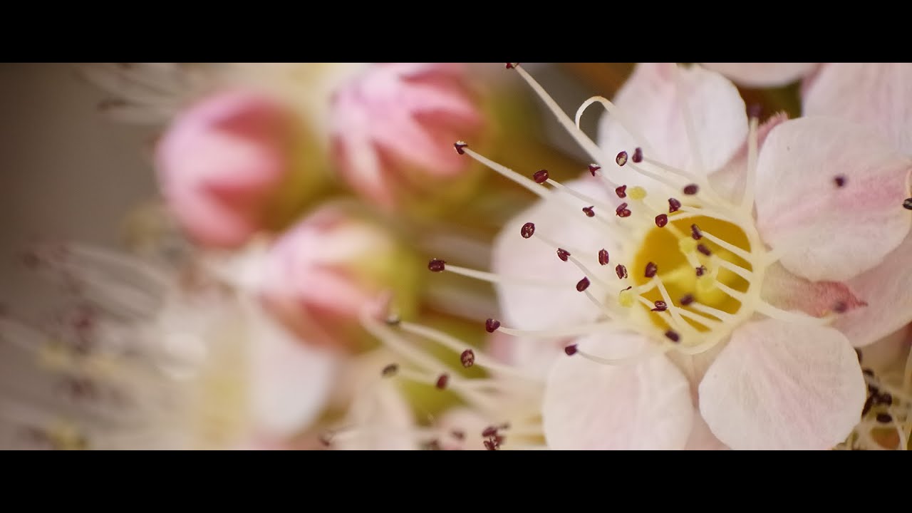 4K Canon EOS M RAW Video | Kit Lens Super Macro