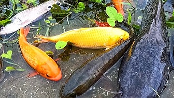 Bắt cá trê đồng, cá chép, cá vàng và các loại cá ngoài ruộng