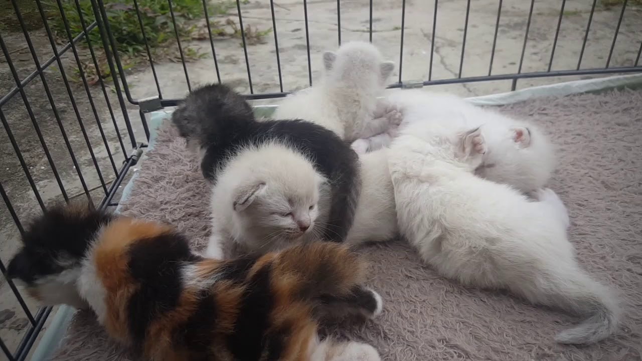 Anakan kucing siam mix persian medium - YouTube