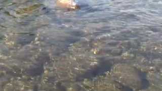 Trucha Marrón - Arroyo San Pedro - Lago Huechulafquen