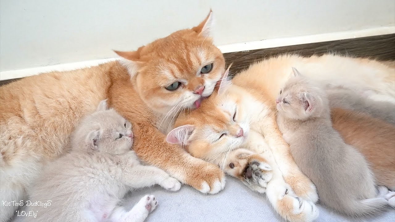 Dad Cat has an immense love for Mom Cat ️ - YouTube