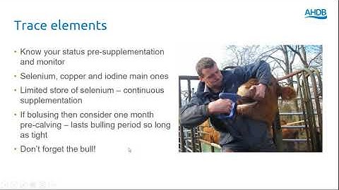 Optimising fertility and health of the suckler cow post-calving webinar