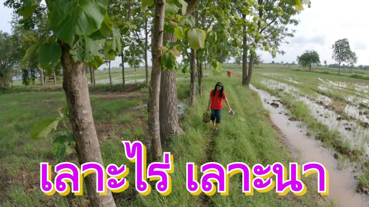 เลาะไร่ เลาะนา หลังฝนตก