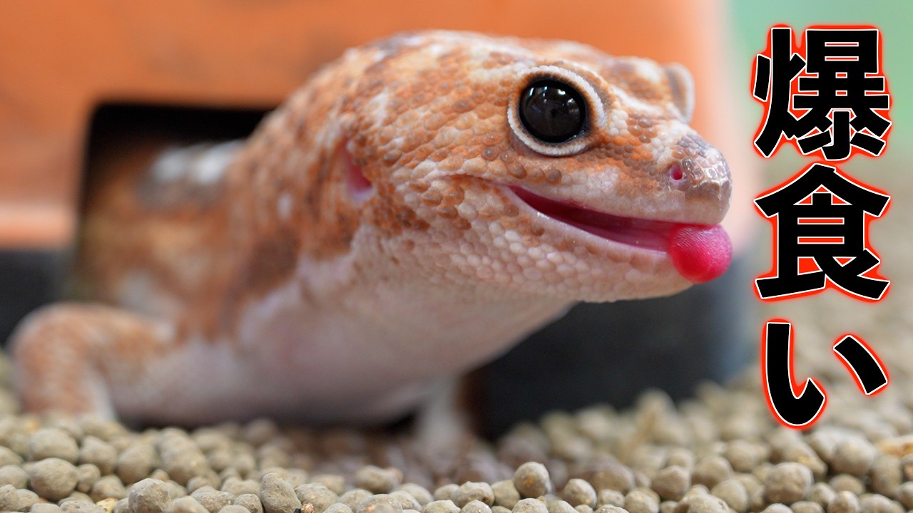 My gecko is eating too much! [West African Fat-tailed Gecko] - YouTube