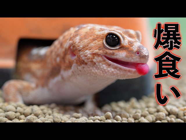 My gecko is eating too much! [West African Fat-tailed Gecko] - YouTube
