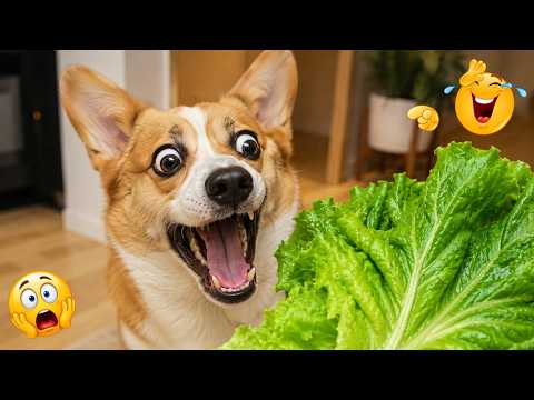 You Can’t Stop Laughing At These Cats & Dogs 🤣 - FUNNIEST PETS Video Compilation of 2026
